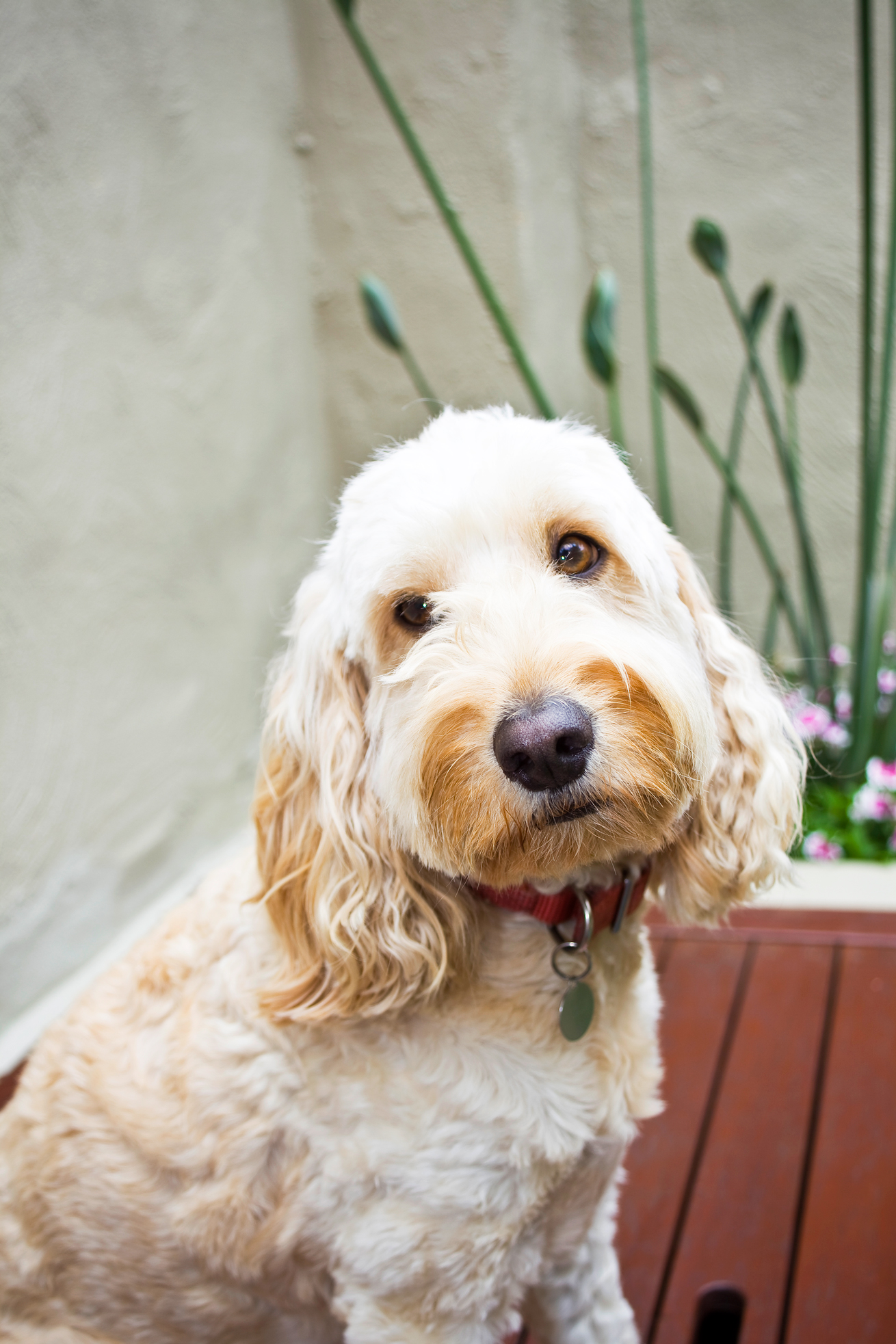 Don S Tips Designer Dogs Burke S Backyard