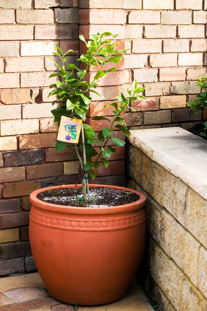 Dwarf Citrus