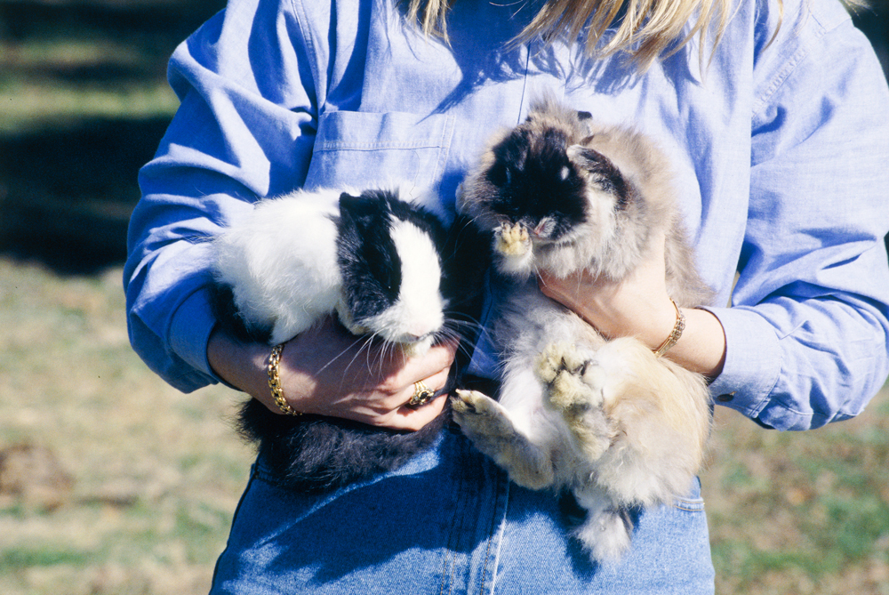 Dwarf and Mini-Lop Rabbits