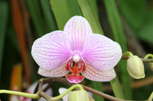 moth orchid