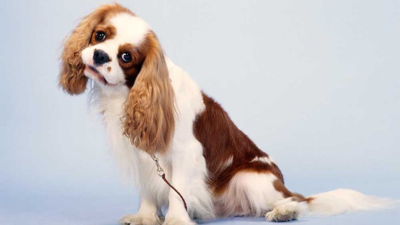 type of dog in peter pan