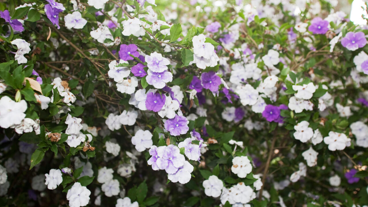 backyard plants poisonous to dogs