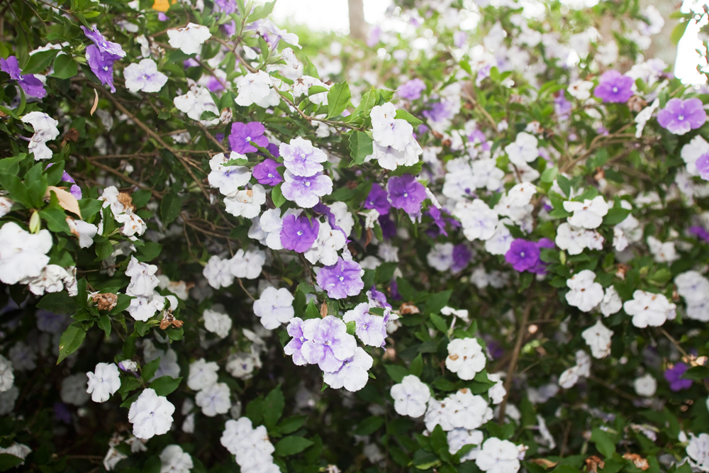 Plants Poisonous To Dogs