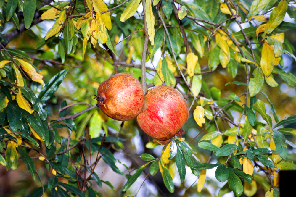 Pomegranates