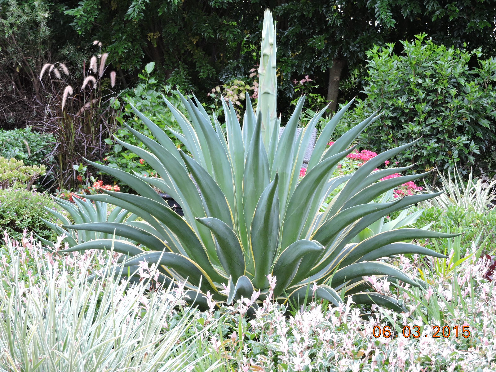 Agave Flower Burke s Backyard agave-flower-burke-s-backyard