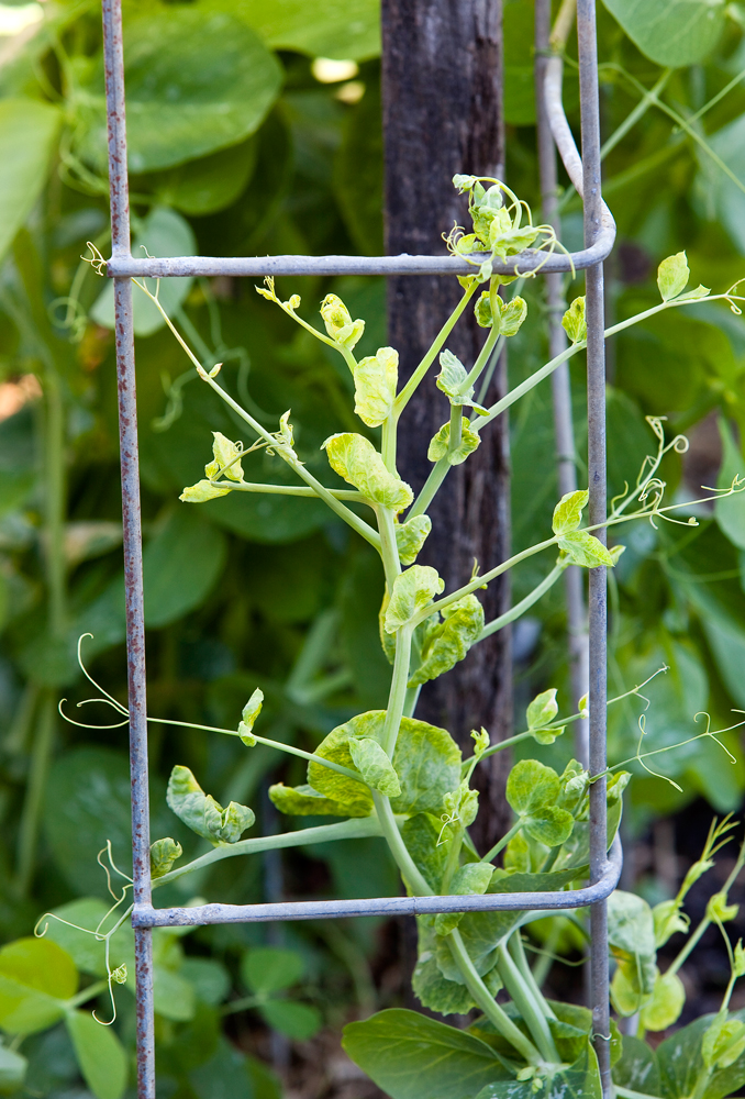 Peas