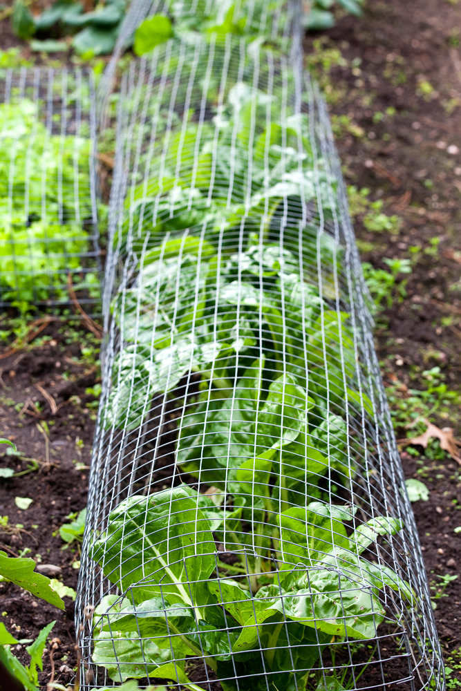 Vegies Now