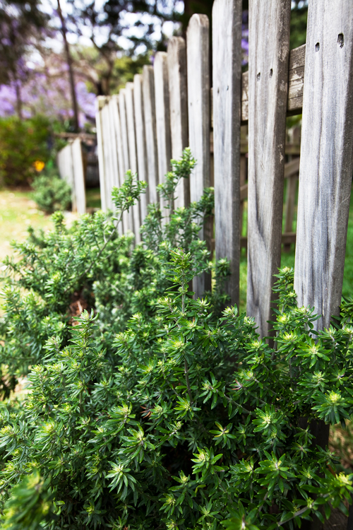 Fence