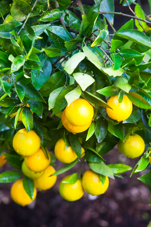 HowToGetYourPlantsToProduceFruitAndFlowers Burke's Backyard