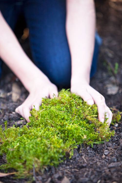 Moss