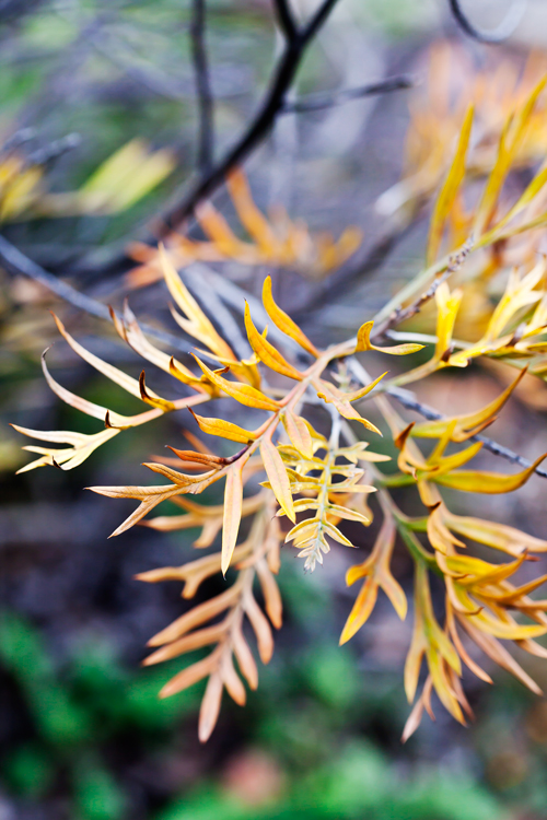 Grevillea