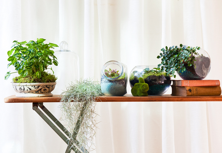 Terrariums Burke's Backyard