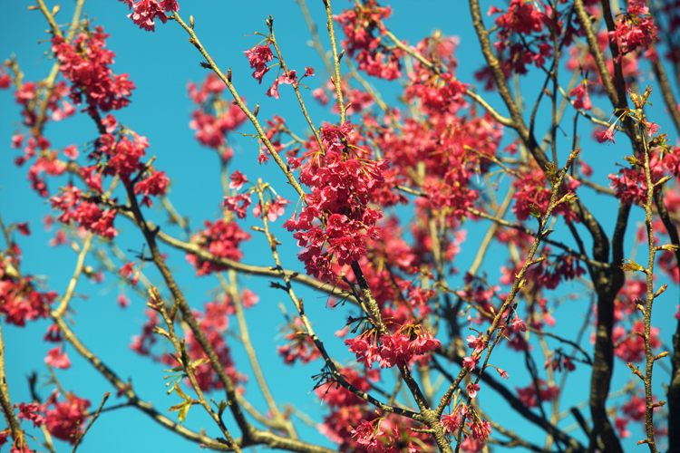 Cherry Tree