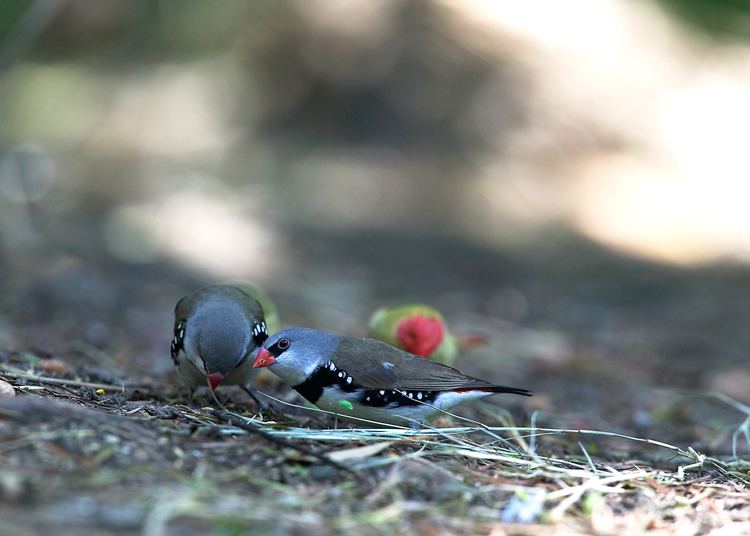 Winter Birds