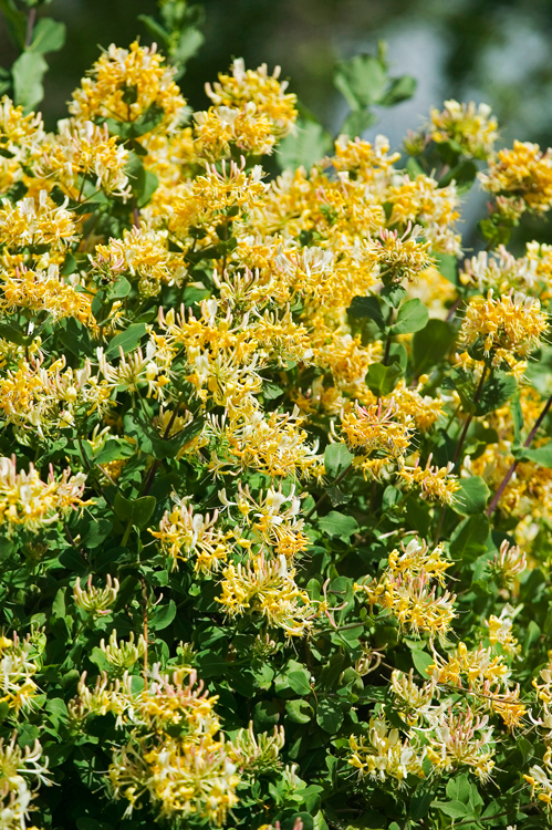 honeysuckle