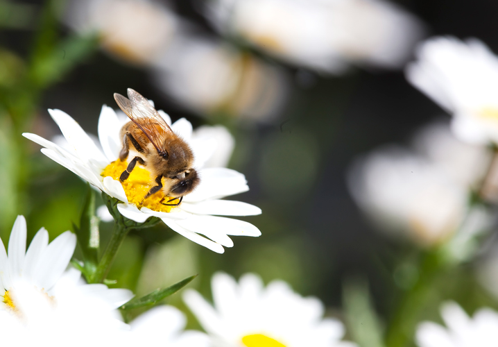 Don's Tips Caffeine and Nicotine Burke's Backyard