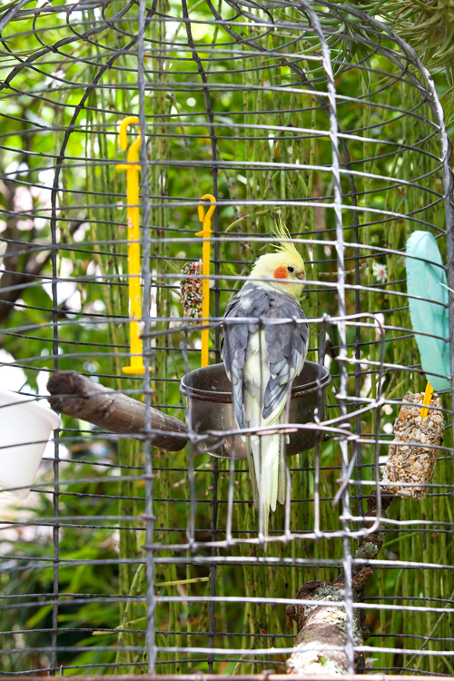 escaped birds