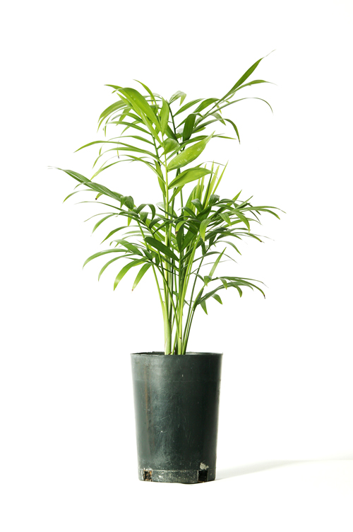 Don's Tips The Cheapest Plants Ever Burke's Backyard