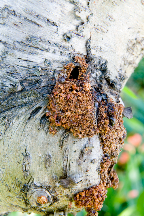 borer holes