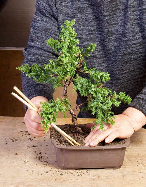 Repotting Bonsai