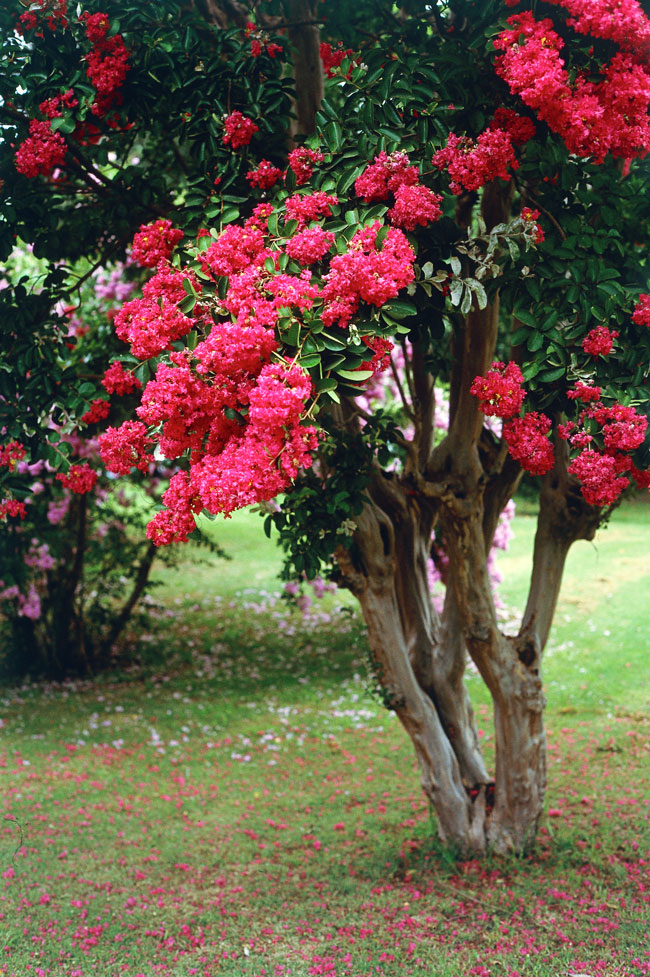 Lagerstroemia 'Ruffled Red Magic