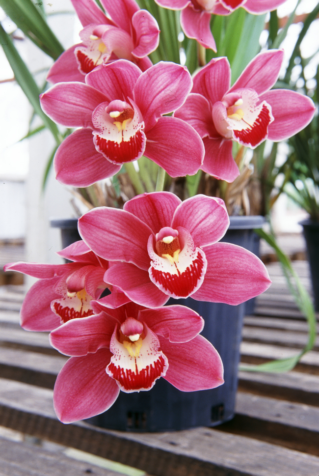 Growing Orchids Fact - Backyard