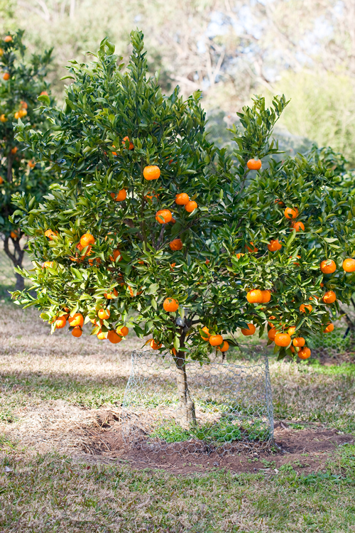 Best Backyard Citrus Care Burke S Backyard