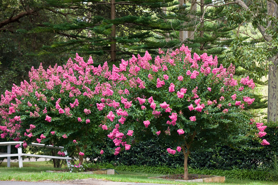 Crape Myrtle Colors Chart