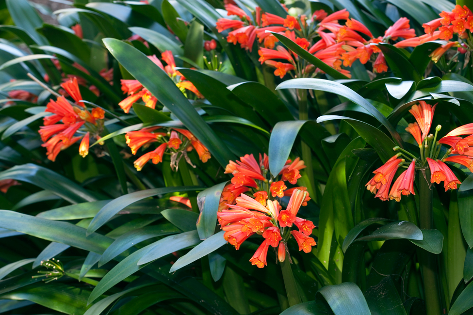 Best Pot Plants For Sun And Shade, What Flowers Bloom All Year Round Australia