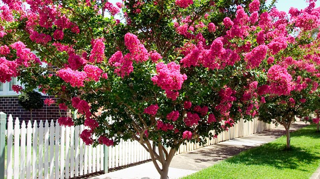 Crape Myrtle Size Chart