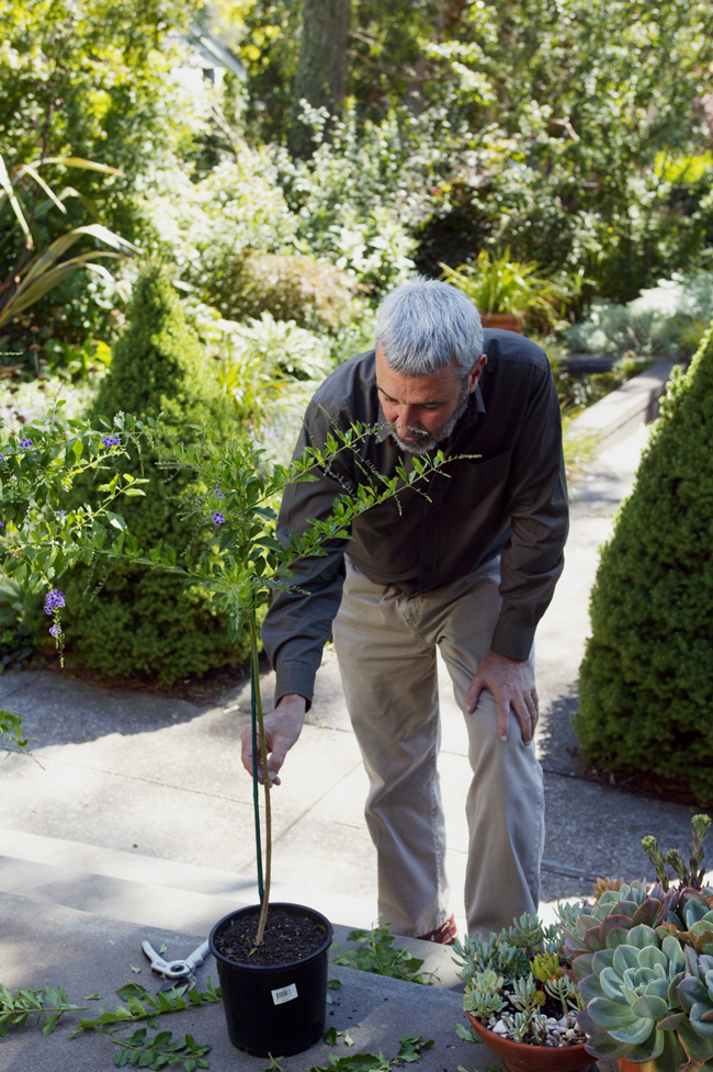 Best Pot Plants For Sun And Shade Burke S Backyard