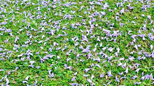 Fallen Jacaranda Petals on the ground
