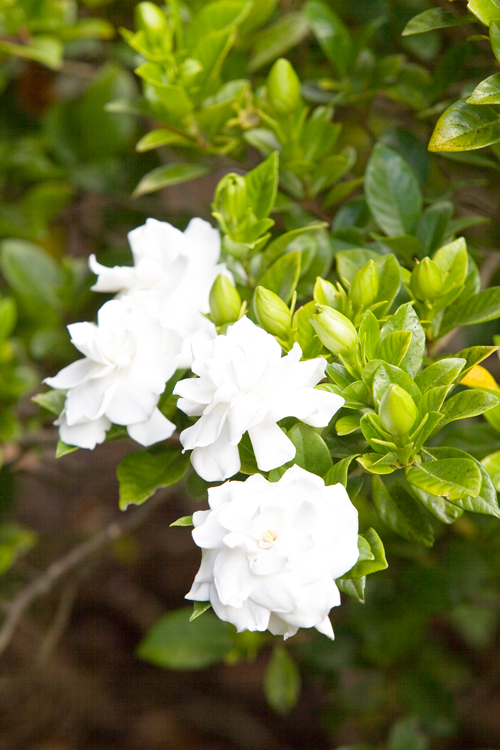 Image of Gardenia hedge in sunny spot