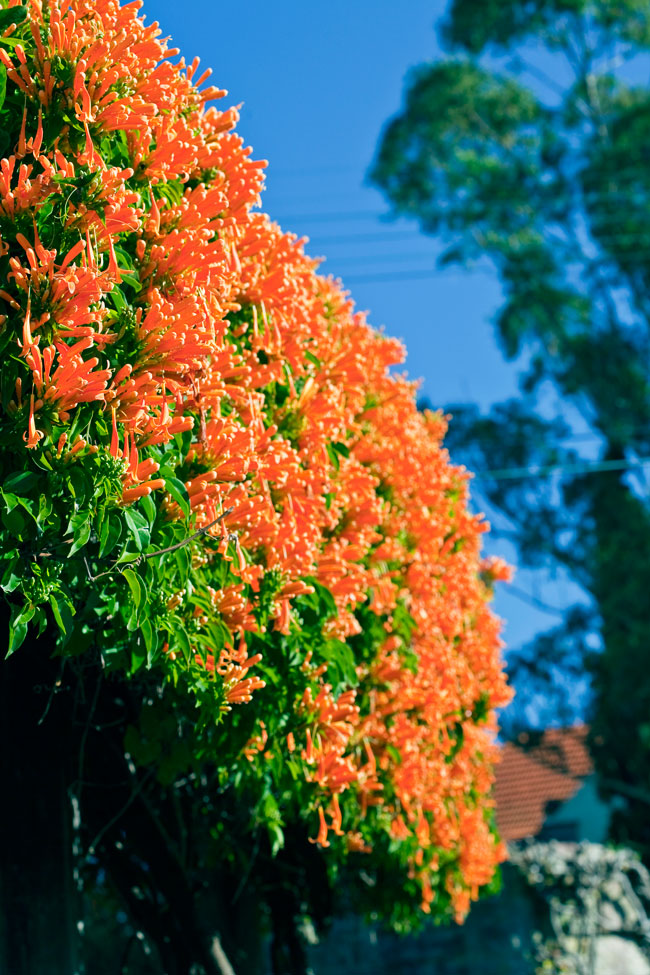 IMG_0047 Pyrostegia venusta ORANGE TRUMPET CREEPER