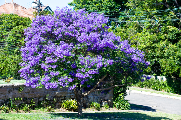 jacaranda mimosifolia trees jacarandas tree flowering purple blue australian flowers shrubs plants backyard garden summer fact