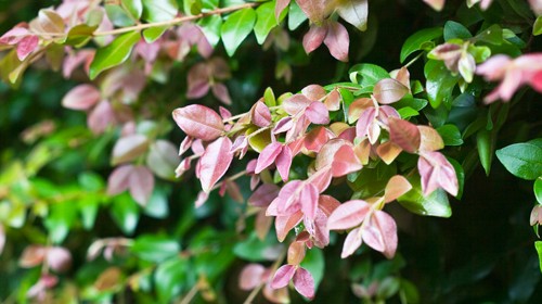 Lilly pilly fruit