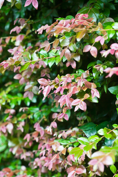 Image of Lilly pilly trees with flowering shrubs