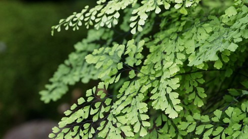 maidenhair