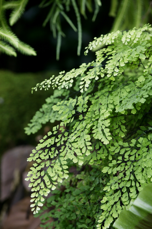 Maidenhair Fern - Burke's Backyard