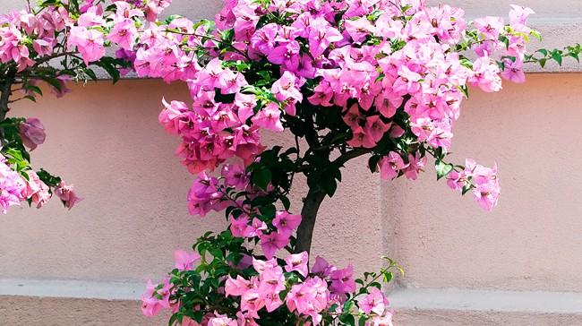 bougainvillea