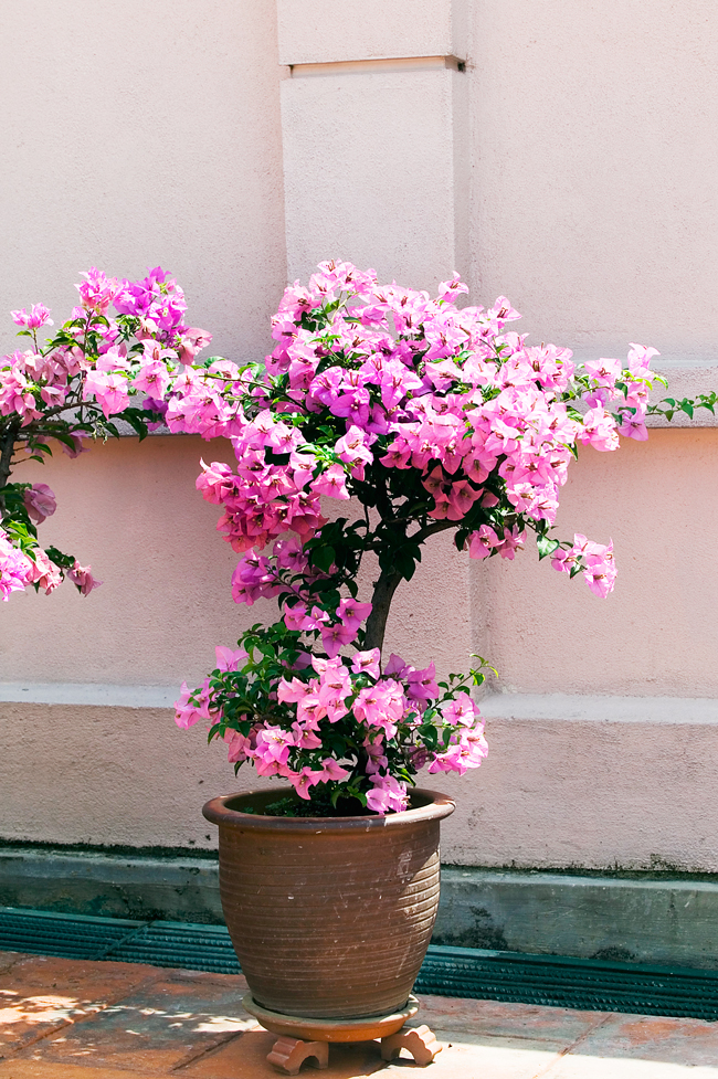 MALAYSIA OLD CHINESE MANS GARDEN PINK POTTED BOUGAINVILLEA AGAINST PINK WALL 6B1T2550