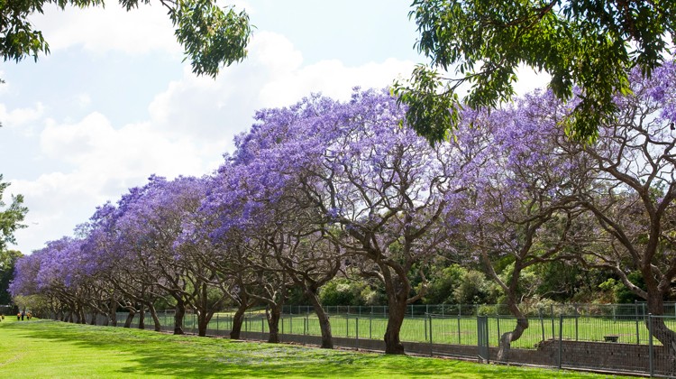 Image of a row of jacaranda trees