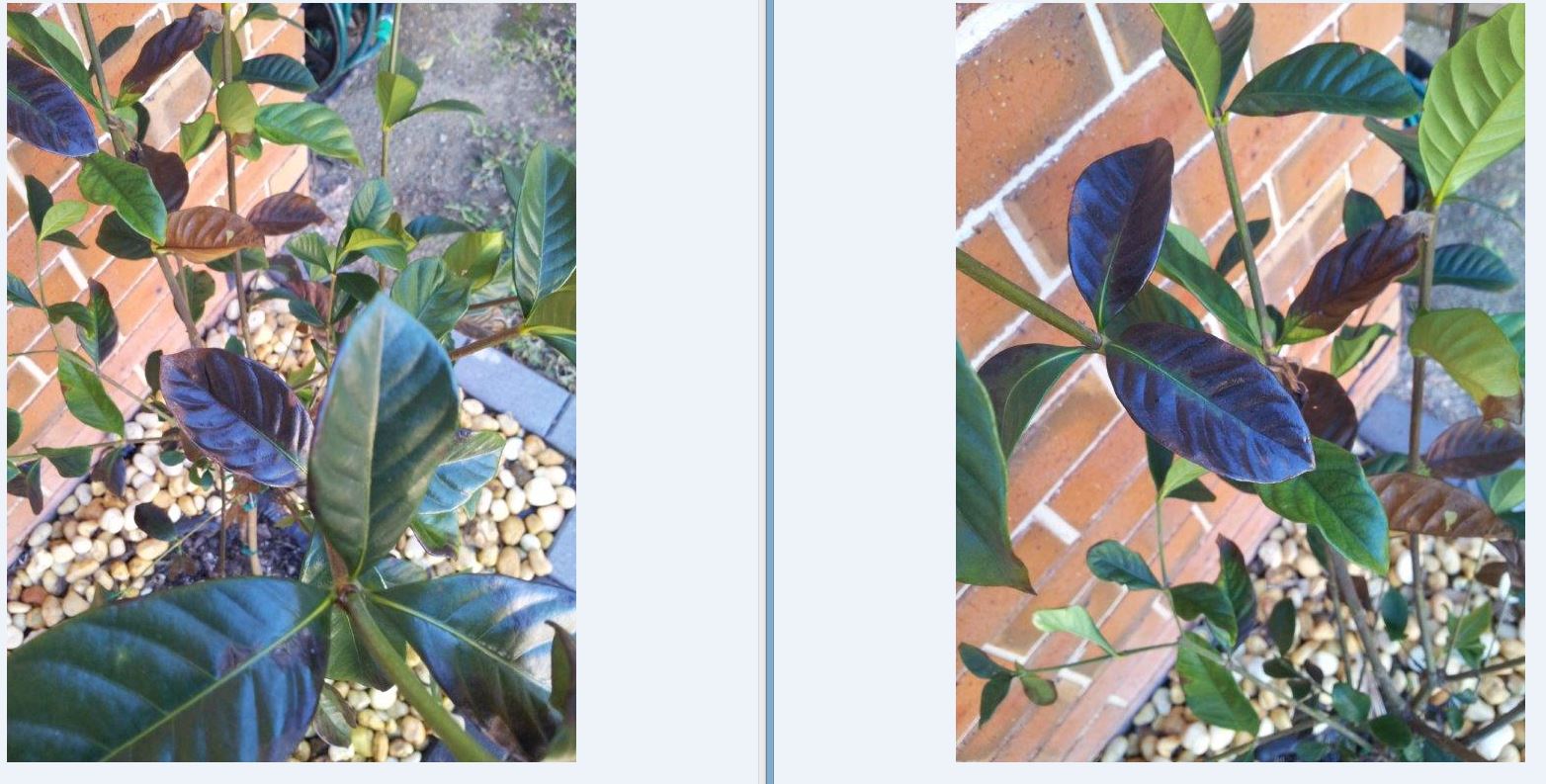 Gardenia Leaves Turning Black Burke's Backyard