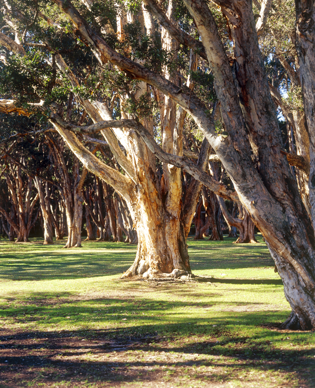 Melaleuca