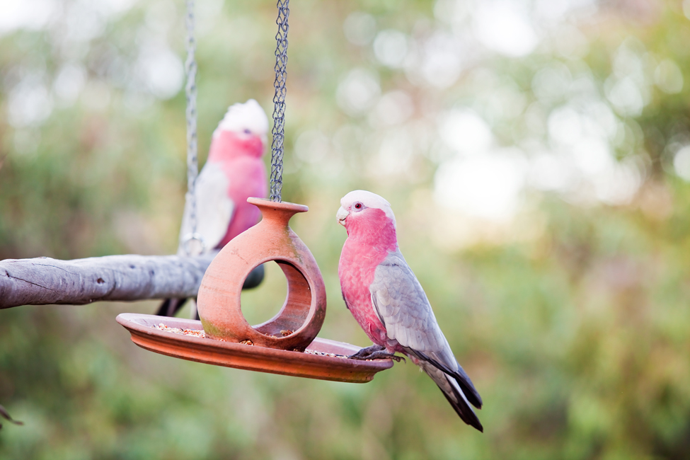 feeding wild birds