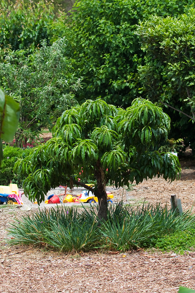 Best backyard fruit trees australia