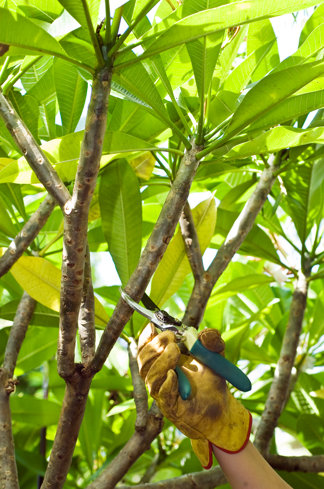 Frangipani cuttings