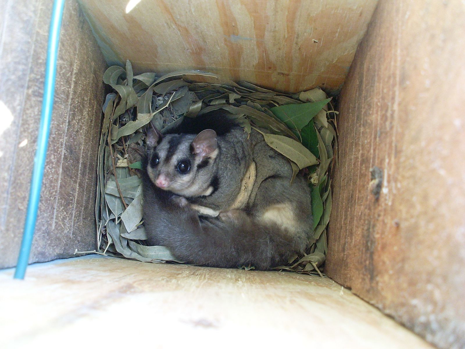 Don’s Tips: Little Animals
