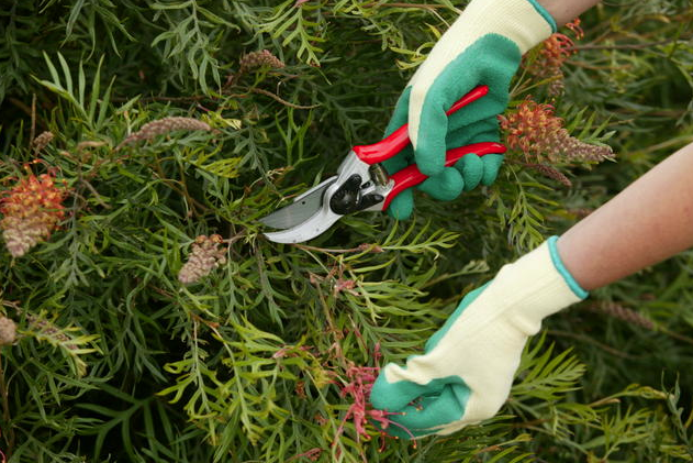 Spring Pruning