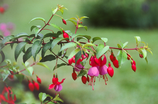 Fuchsias